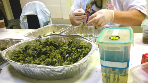 Marijuana Growing License