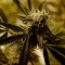 Grow Cannabis Legally